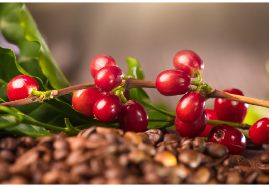 Planta de café