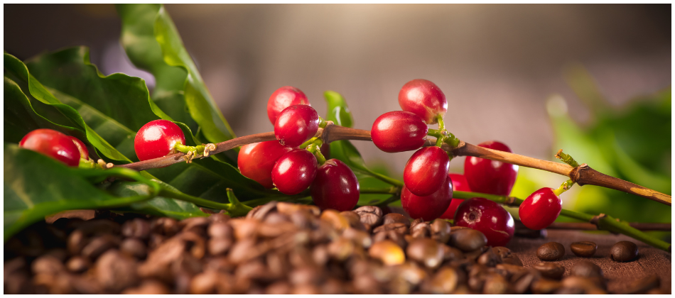 Planta de café